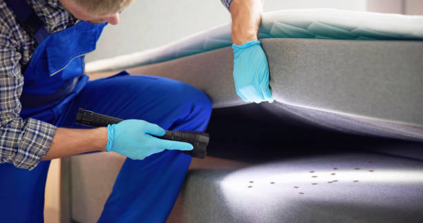 Wasp Removal Services in St Marys, WV