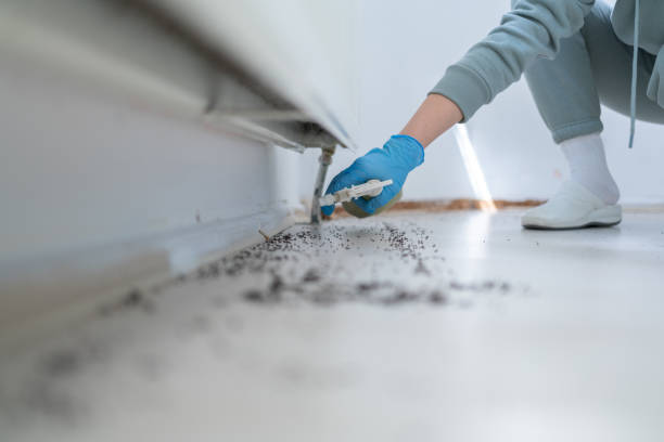Best Termite Control Services  in St Marys, WV